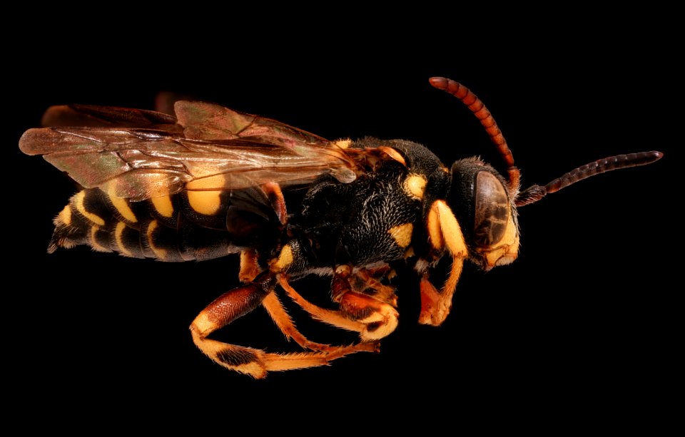 Nomada placida, m, right, Highland County, VA 2019-10-24-16.01.49 ZS PMax UDR