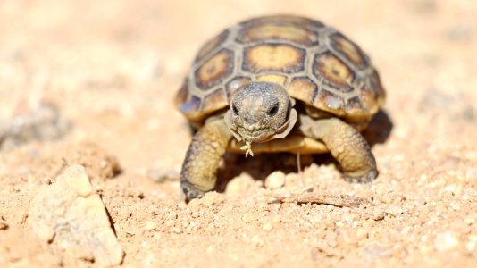 Juvenile desert tortoise at 29 Palms Marine Corps Base photo