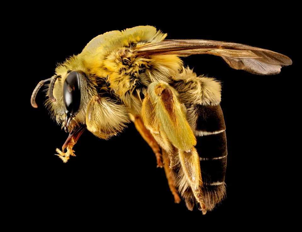 Caupolicana electa, f, ga, baker, side 2015-01-08-09.24.44 ZS PMax