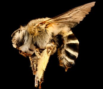 Anthophora urbana, left side, Hidalgo Co., NM 2016-09-30-17.10