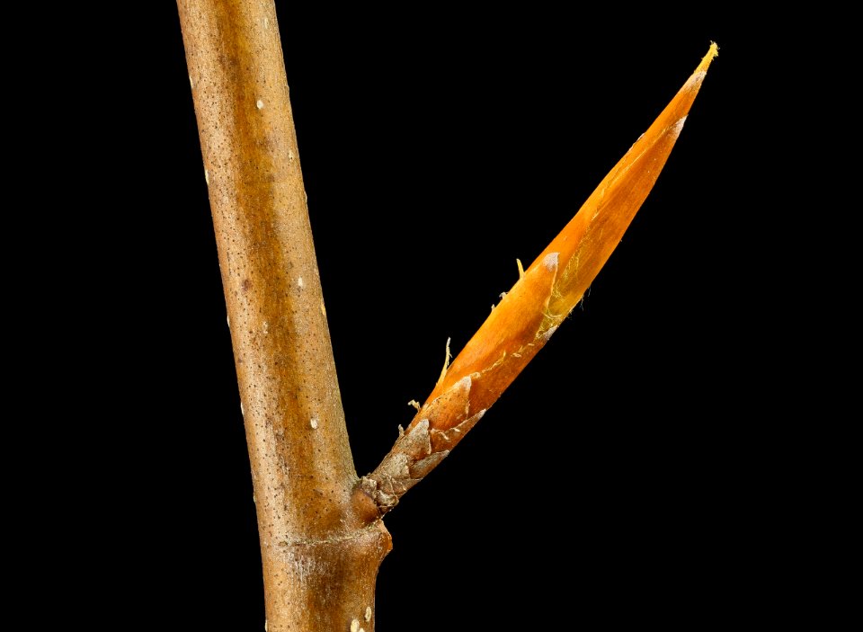 Fagus grandifolia, beltsville, md 2014-04-16-16.01.20 ZS PMax photo