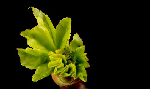 Liquidambar styraciflua, top, beltsville, md 2014-04-16-16.13.03 ZS PMax