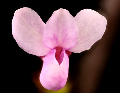 Cercis canadensis, 3, Redbud, Howard County, Md,  2018-05-17-14.45