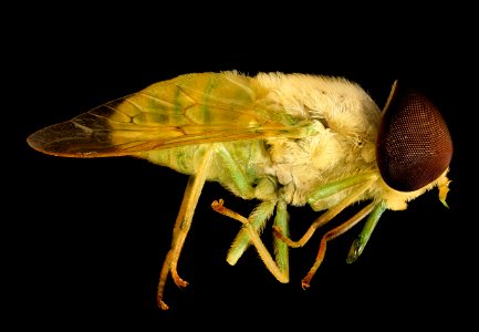 Chlorotabanus crepuscularis, Green horse fly, Duck, NC 2016-01-07-14.51 photo