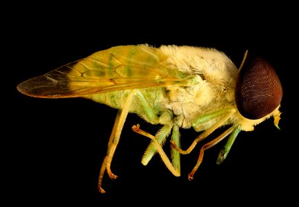 Chlorotabanus crepuscularis, Green horse fly, Duck, NC 2016-01-07-14.51