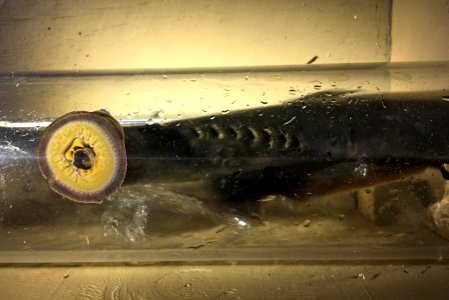 Pacific lamprey in glass tube