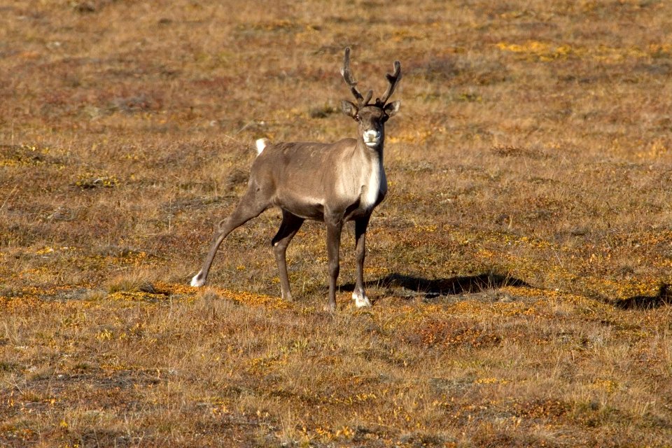 Arctic National Wildlife Refuge
