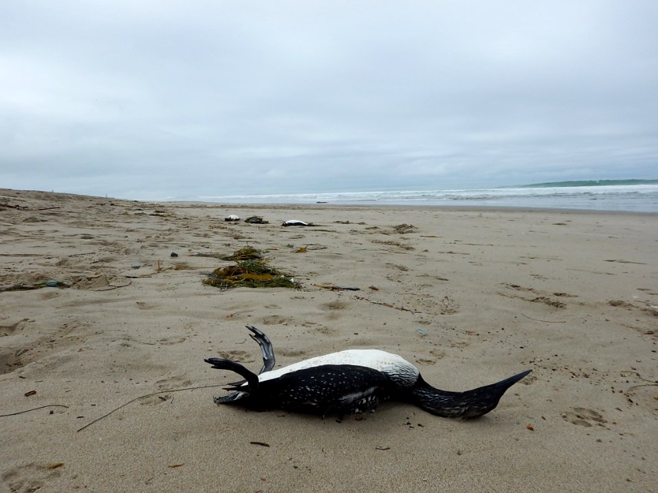 Pacific loon along Ventura County Beach. Photo by Jenny Marek/USFWS