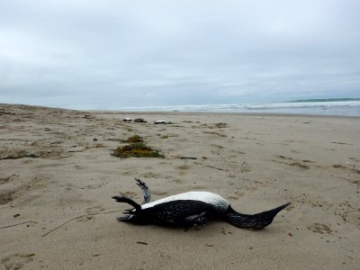 Pacific loon along Ventura County Beach. Photo by Jenny Marek/USFWS