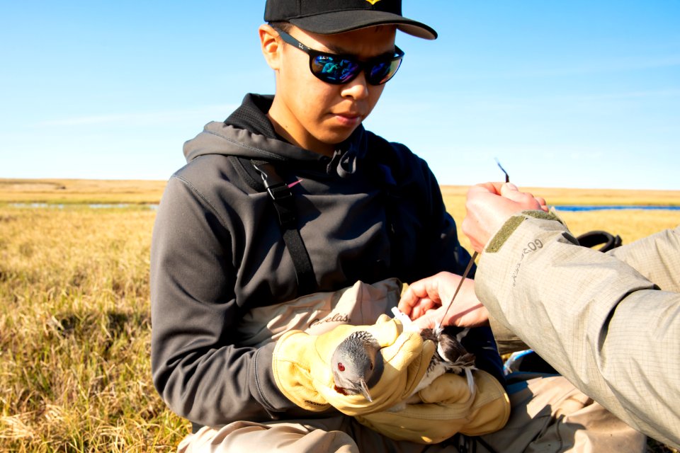 Biology intern with a red-throated loon - Arctic Bird Fest 2019