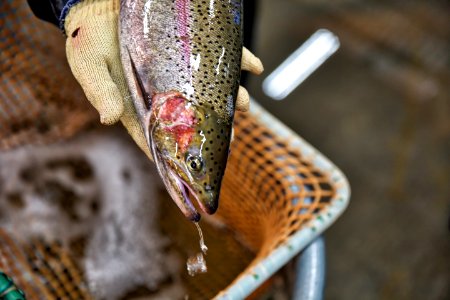 Central Valley Steelhead