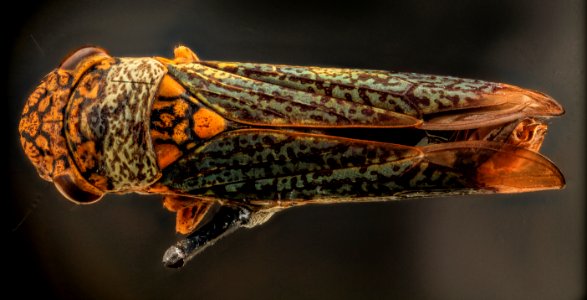 Sharpshooter, U, Back, MD, PG County 2013-08-05-17.49.53 ZS PMax photo