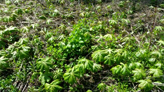 Mayapple in a woodland area in Lambeth