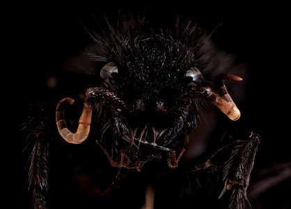 mutillid, f,face, Millard county, Utah 2019-10-21-18.36.30 ZS PMax UDR
