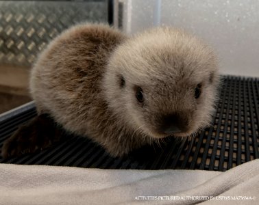Cinder the sea otter pup at SeaWorld San Diego