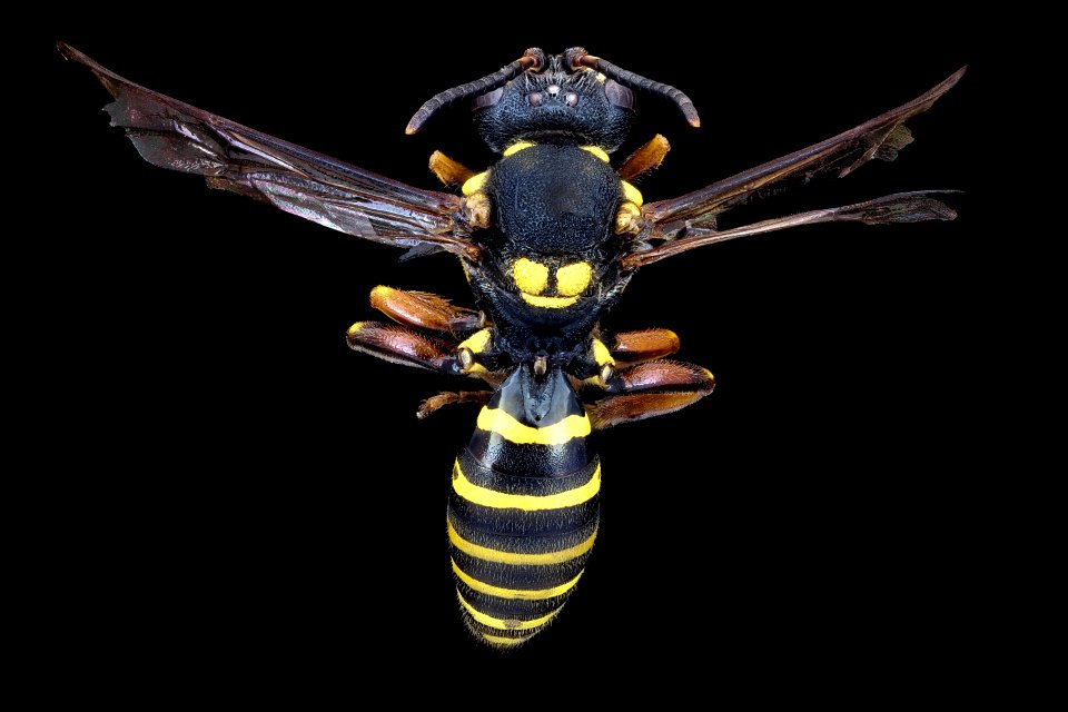 Nomada vincta, m, back, Wythe Co., Virginia 2020-08-18-17.37.11 ZS PMax UDR
