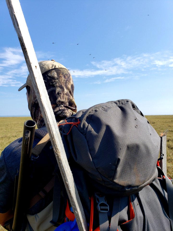 2019 Arctic Virtual Bird Fest
