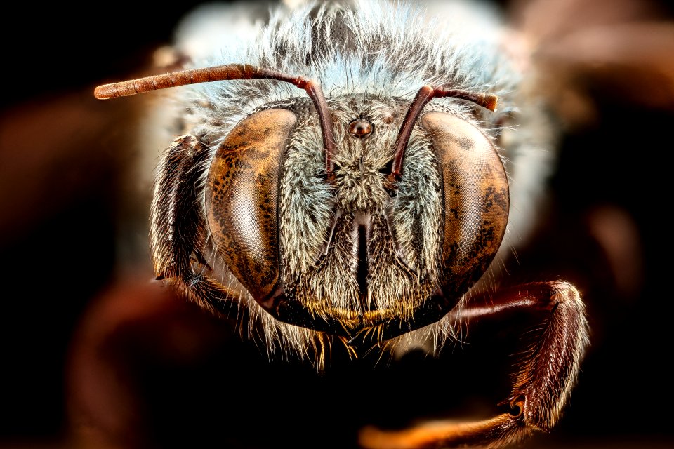 Xylocopa caerulea, u, face, Singapore 2017-07-27-19.43