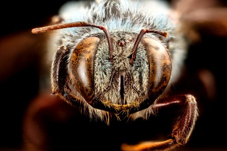 Xylocopa caerulea, u, face, Singapore 2017-07-27-19.43