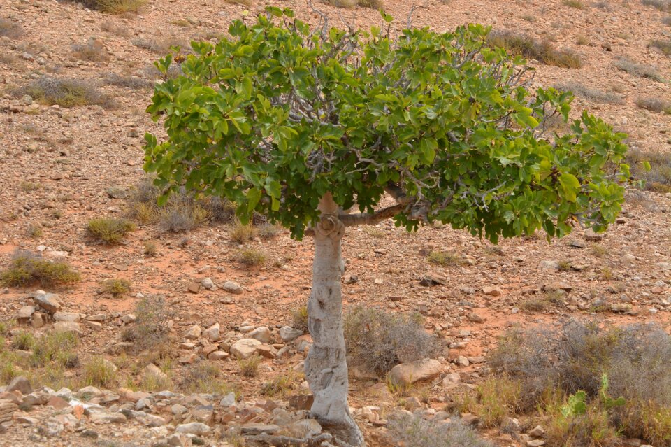 Fig tree nature tree