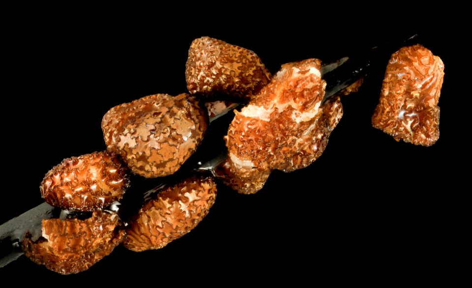 Nicotiana rustica, seeds, from desert botanical garden 2014-02-27-15.57.04 ZS PMax