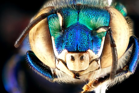 Euglossa dilemma, male, face 2012-06-27-17.20.45 ZS PMax photo