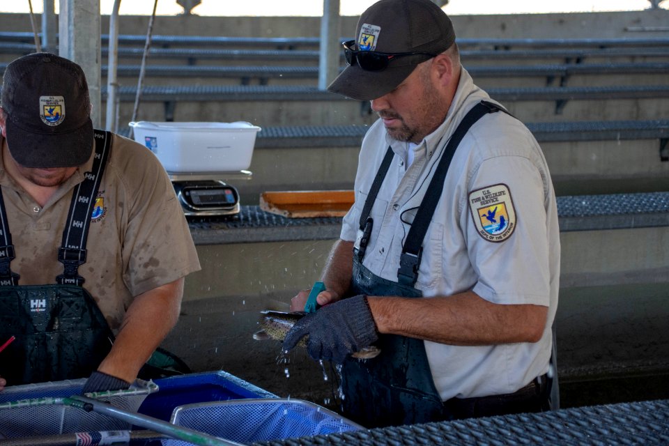 FWS Biologist David miller places floy tag on Lahontan cutthroat trout