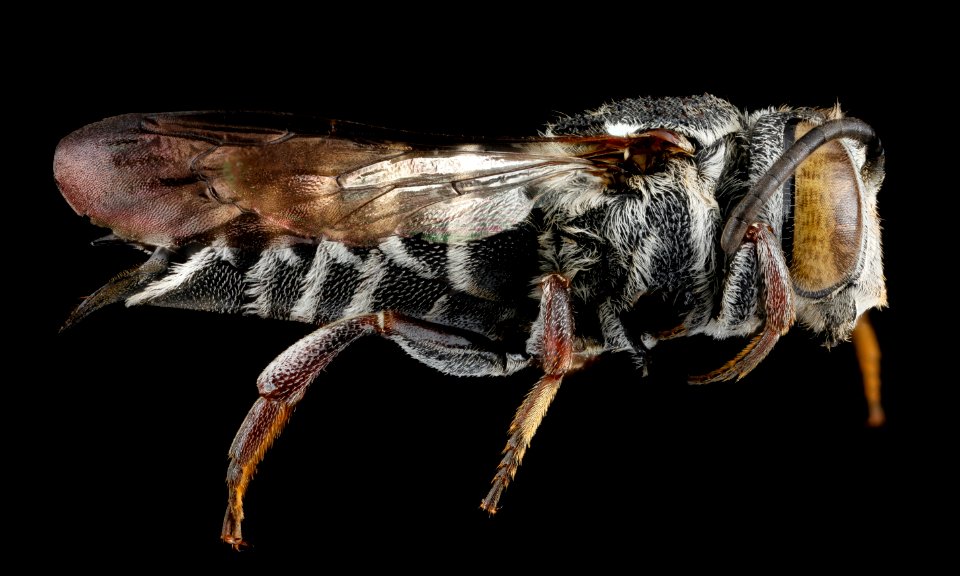 Coelioxys sayi, F, side, Tennessee, Haywood County 2013-02-01-14.48