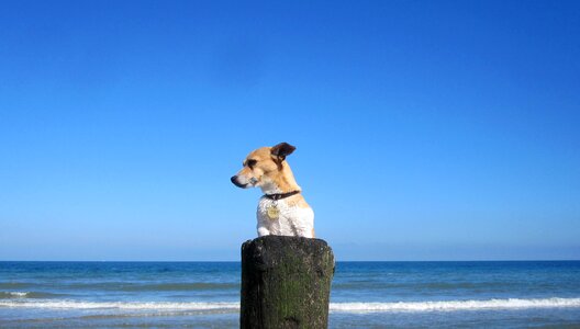 Doggy dog sea photo