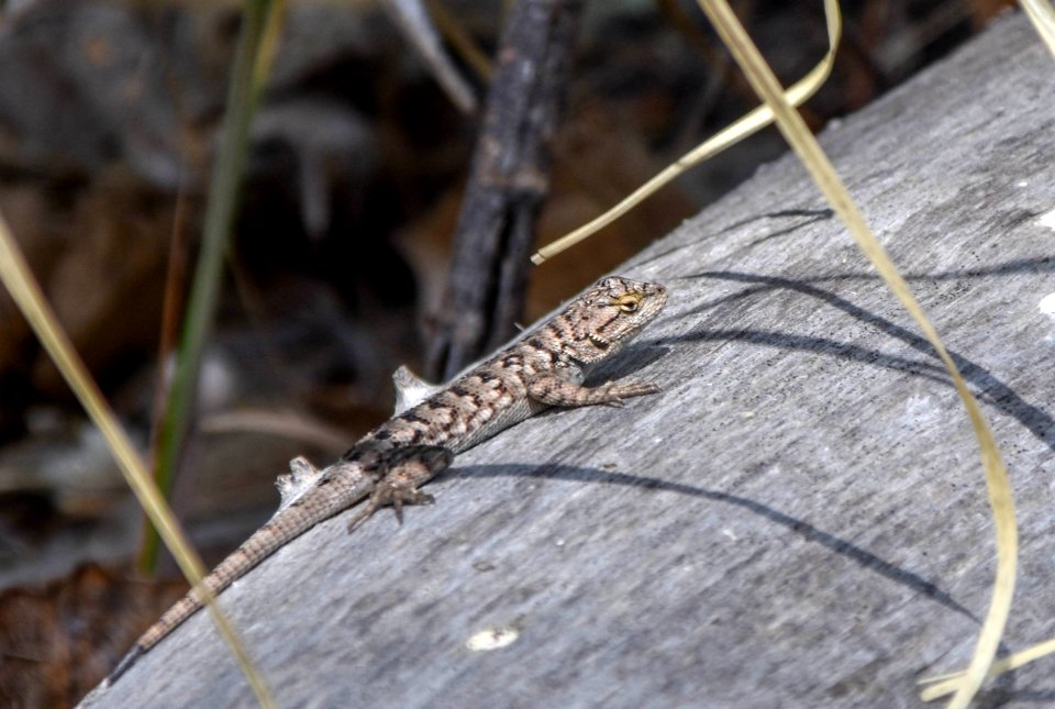 Western fence lizard