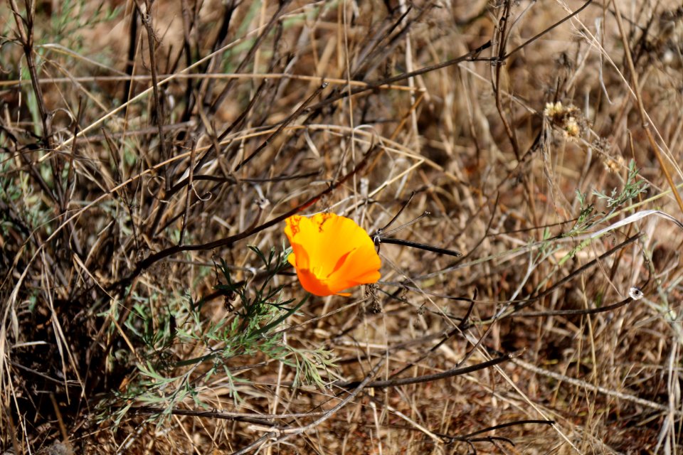 Native flora