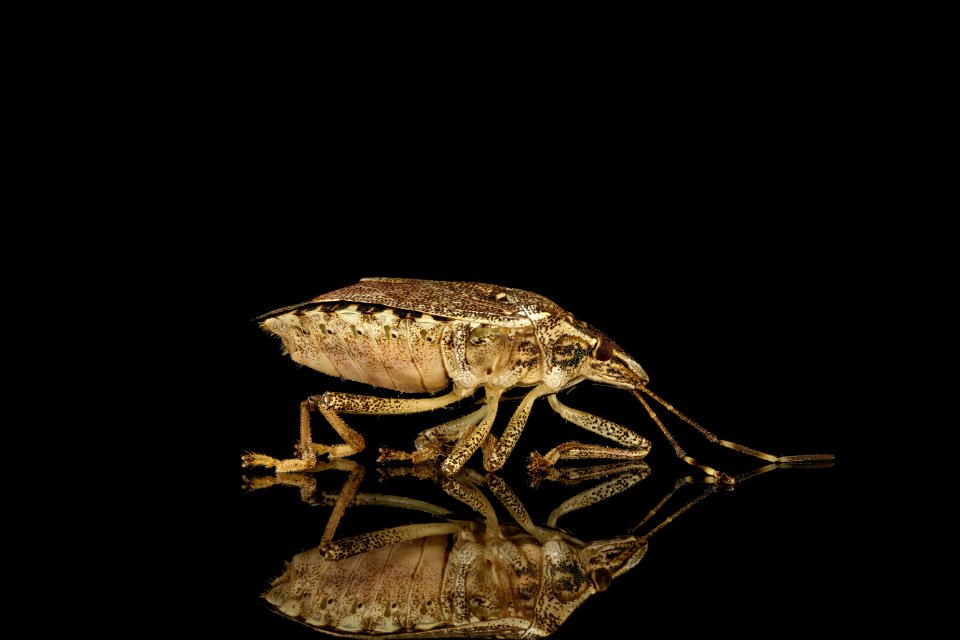 Brown marmorated stinkbug, U, side 2013-02-05-14.06.31 ZS PMax