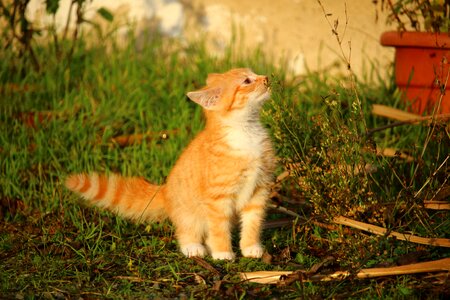 Young cat red cat domestic cat photo