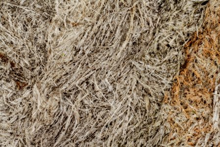 bald faced hornet, nest 5x, beltsville, prince georges county 2014-08-29-17.33.33 ZS PMax