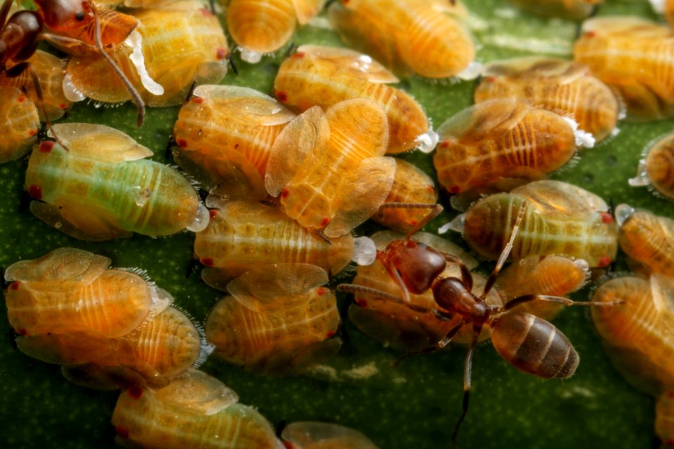 20200225-APHIS-VHY-IYPH 0034