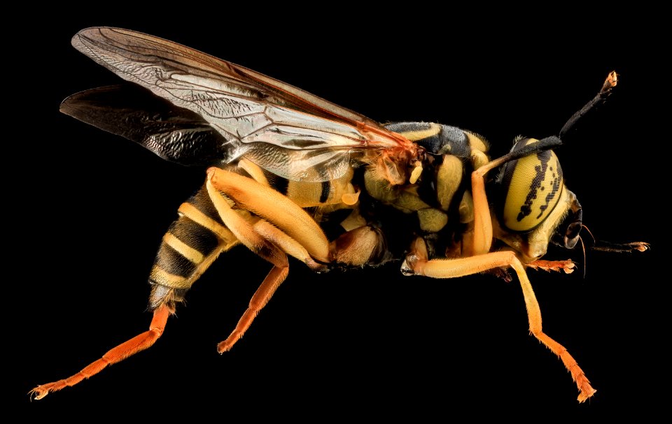 Spilomyia longicornis, Yellow Jacket Mimic Fly, U, Side, MD, Cecil County 2013-07-31-20.47.52 ZS PMax
