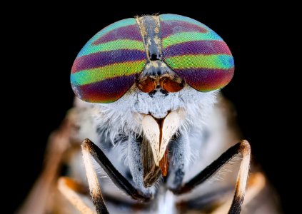 Deer fly, sexy eyes 2020-08-05-16.46.50 ZS PMax UDR photo