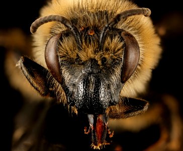 Colletes validus, f, face, Providence Co., RI 2017-03-09-13.31