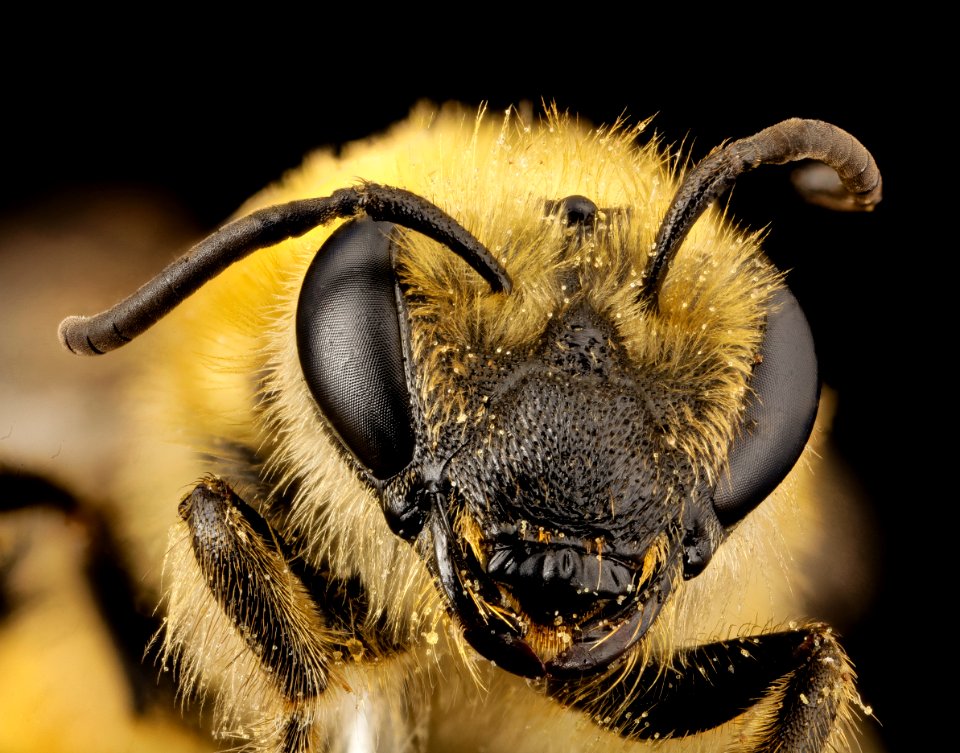 Colletes hederae, f, country unk, face 2014-08-09-18.06.18 ZS PMax