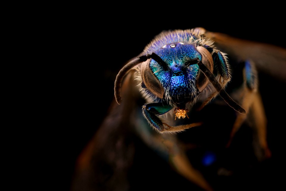 Augochloropsis metallica, male, back, Talbot County, MD 2018-11-15-16.29.06 ZS PMax UDR