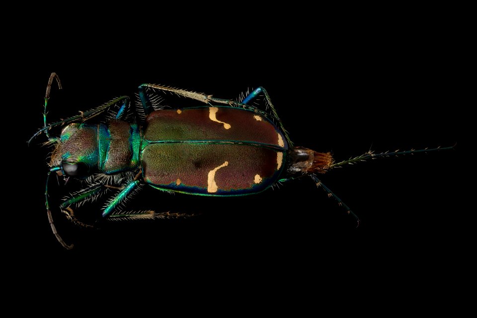 Cicindella limbalis, back, u, Allegany, MD 2019-05-31-18.51.14 ZS PMax UDR