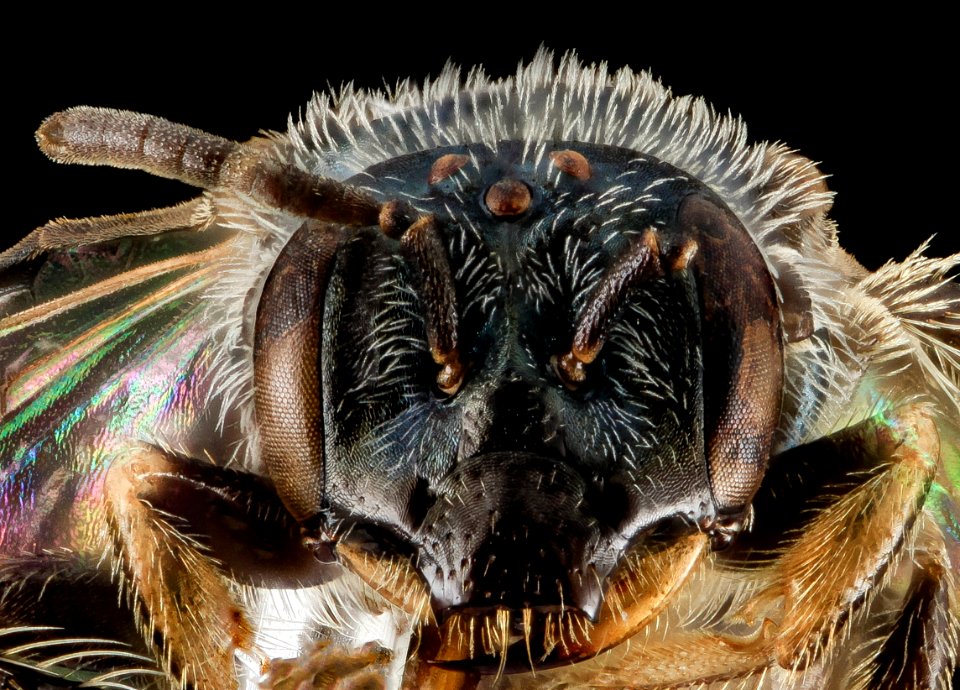 Perdita halictoides, F, Face, VT, Chittenden County 2014-02-25-16.41.36 ZS PMax