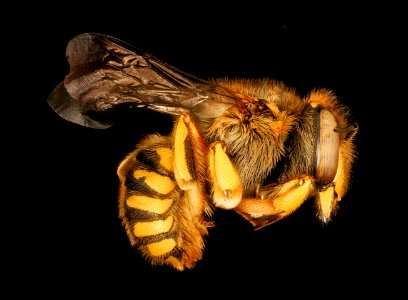 Anthidium manicatum, F, side, MA, Middlesex Co 2015-11-03-17.22.42 ZS PMax UDR photo