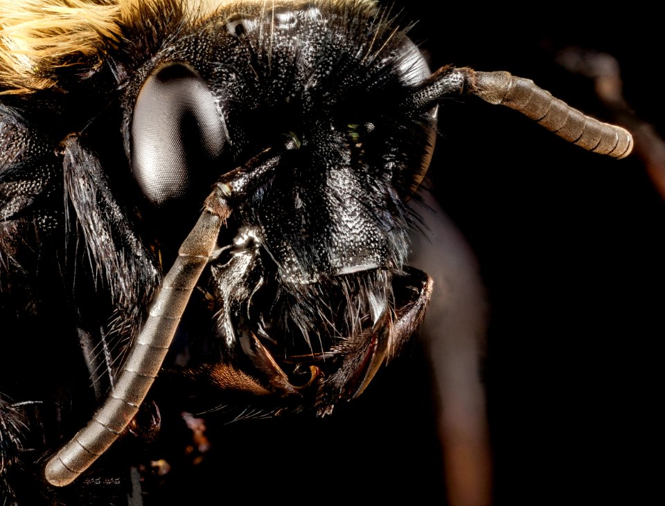 Melecta pacifica, f, face, Prince Georges county 2015-05-14-09.13.54 ZS PMax