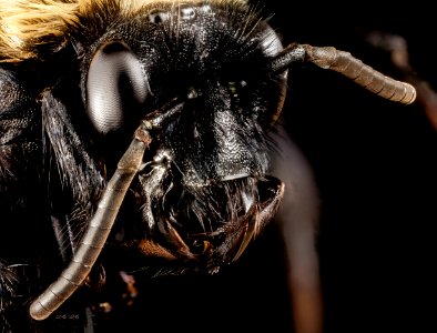 Melecta pacifica, f, face, Prince Georges county 2015-05-14-09.13.54 ZS PMax