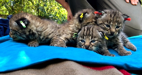 B-362's litter of kittens