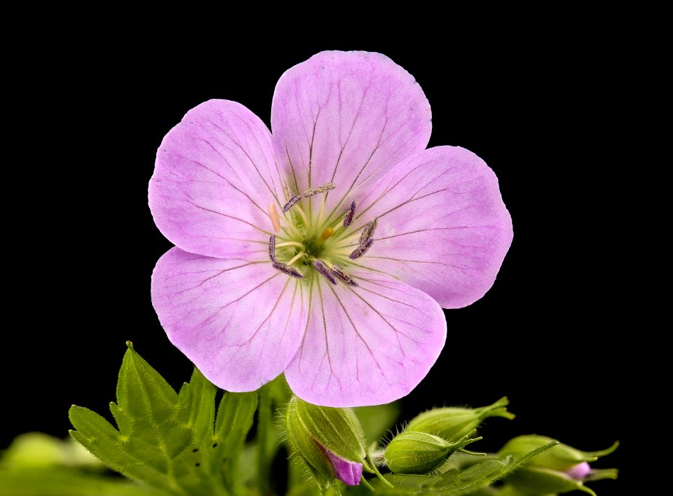 Geranium maculatum, Wild Geranium, Howard County, MD, HeLoMetz 2017-05-26-20.16