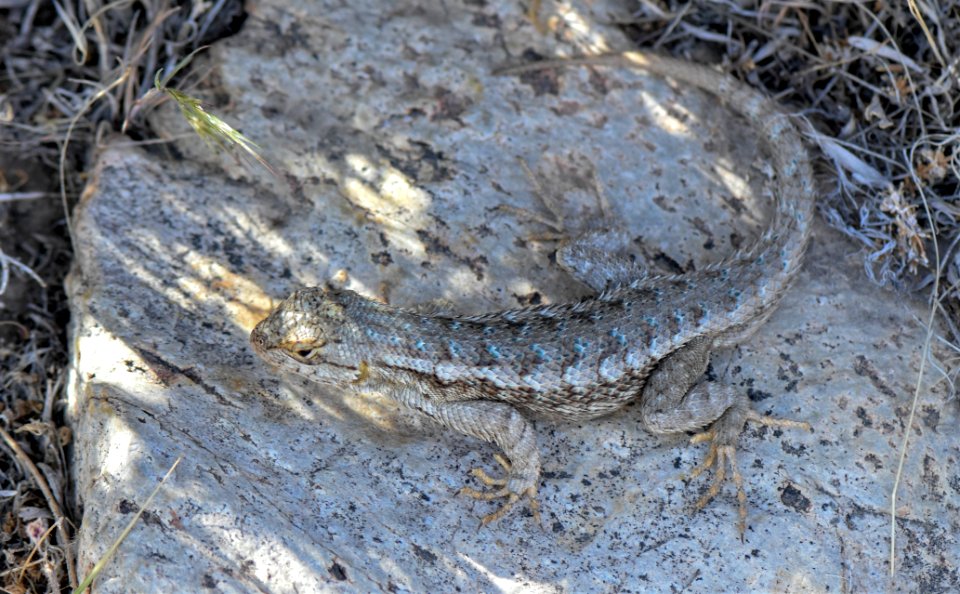 Alligator lizard in northern Nevada