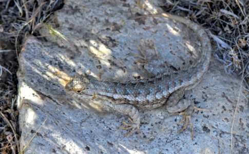 Alligator lizard in northern Nevada photo