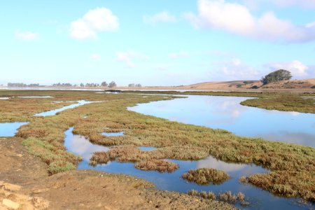 Elkhorn Slough designated "Wetland of International Importance"